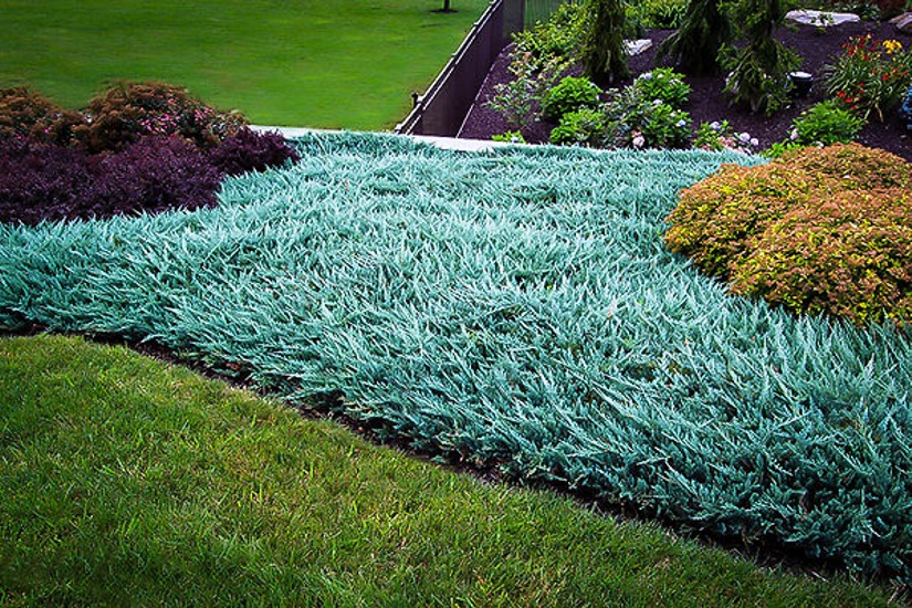 Blue Rug Juniper