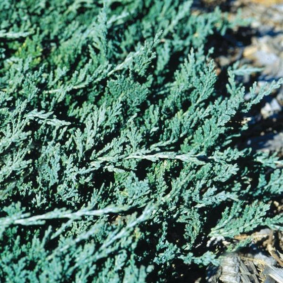 Blue Rug Juniper