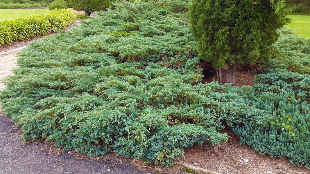 Blue Rug Juniper