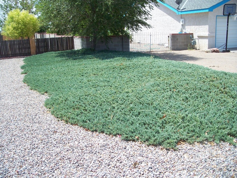 Blue Rug Juniper