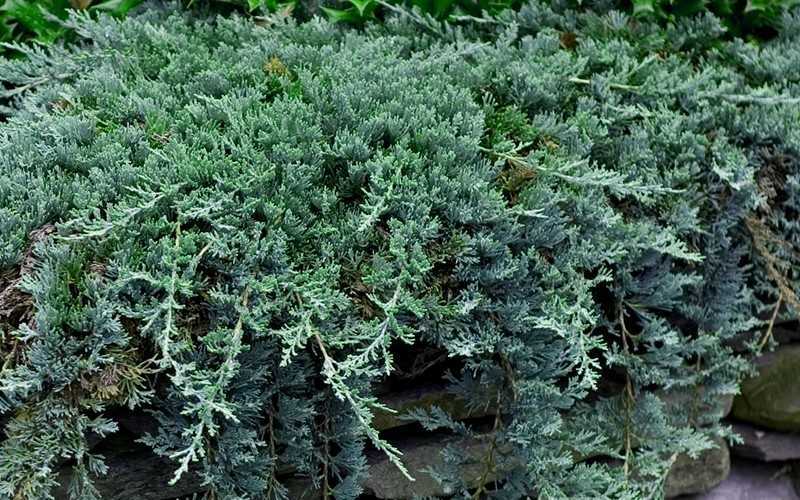 Blue Rug Juniper