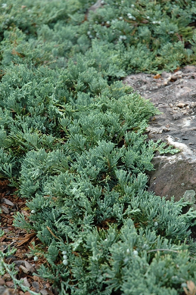 Blue Rug Juniper