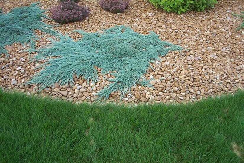 Blue Rug Juniper