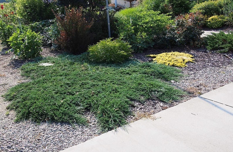 Blue Rug Juniper