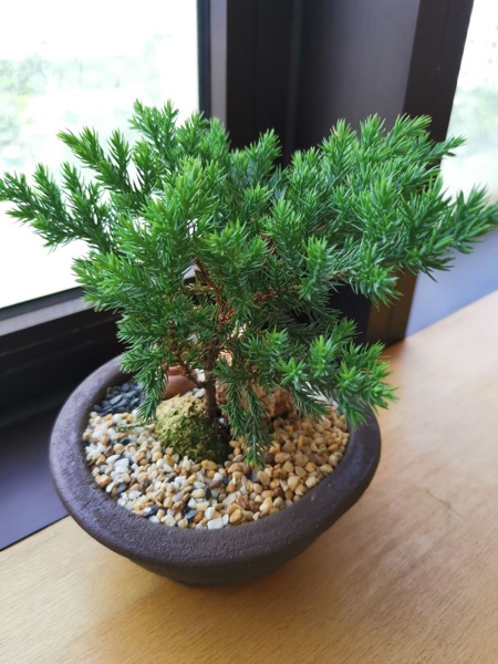 Green Mound Juniper