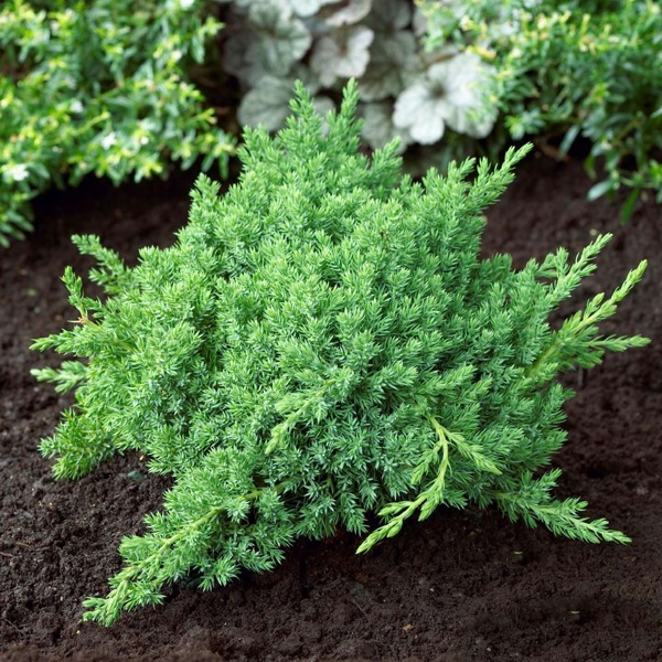 Green Mound Juniper