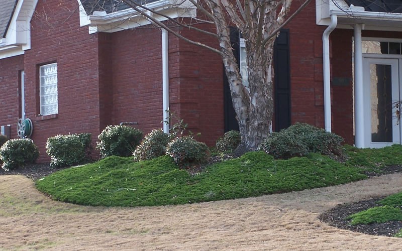 Green Mound Juniper