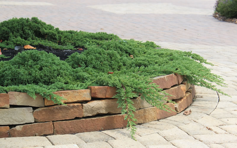 Green Mound Juniper