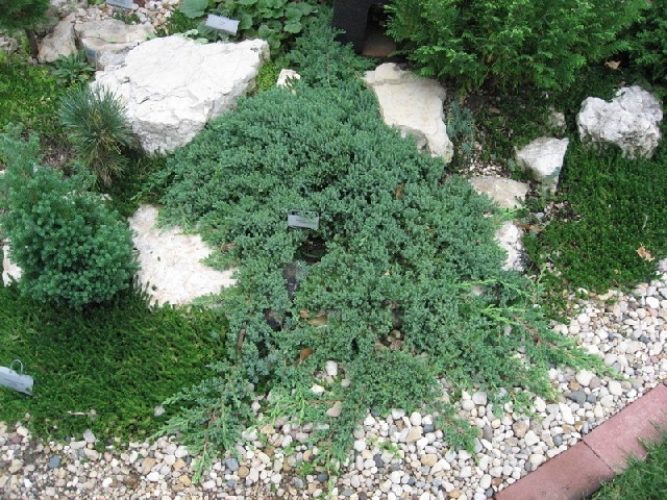 Green Mound Juniper