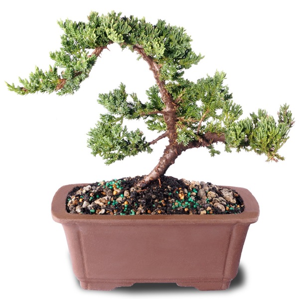 Green Mound Juniper