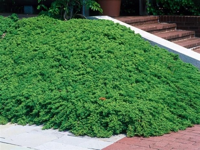 Green Mound Juniper