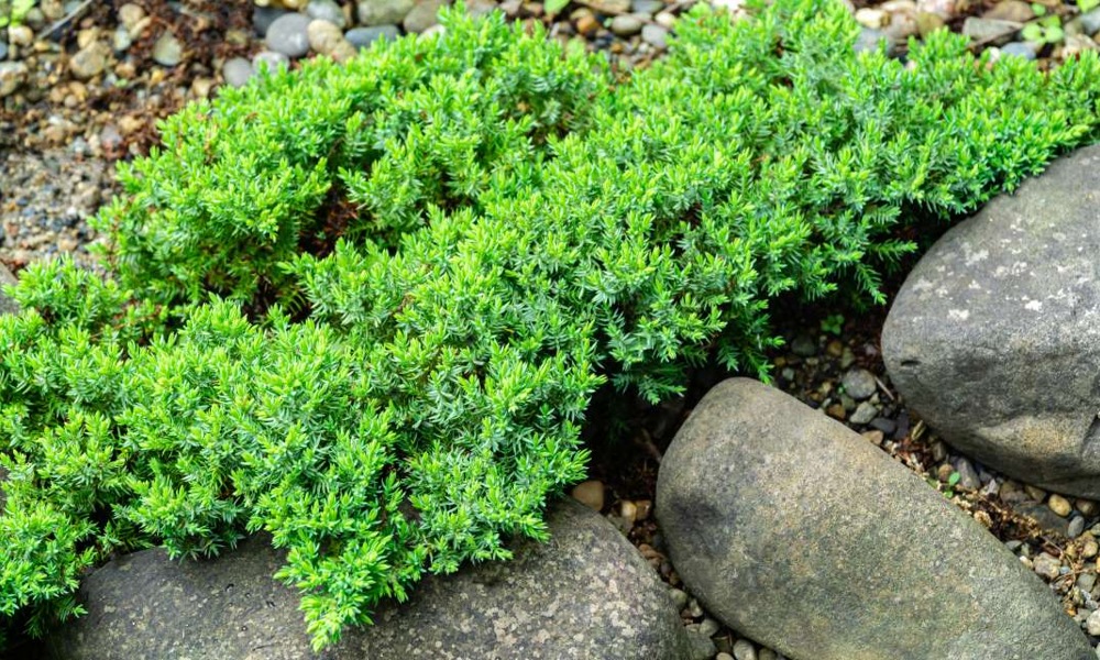 Green Mound Juniper