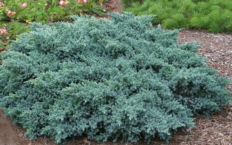Blue Star Juniper