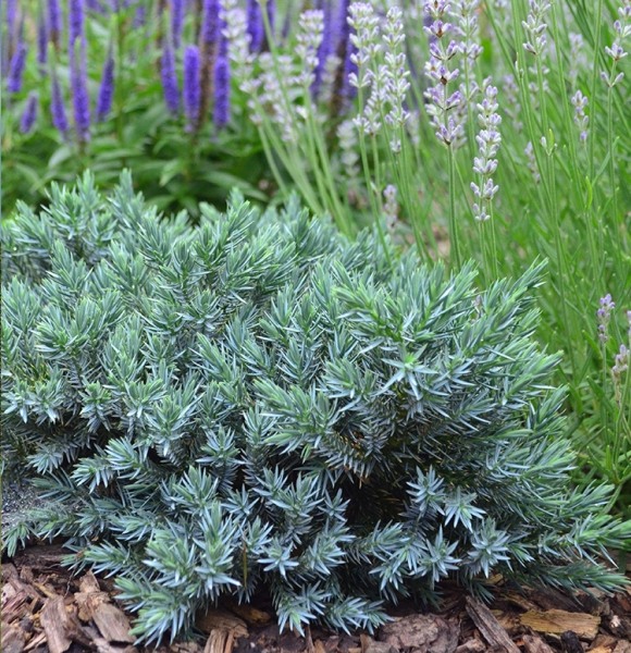 Blue Star Juniper