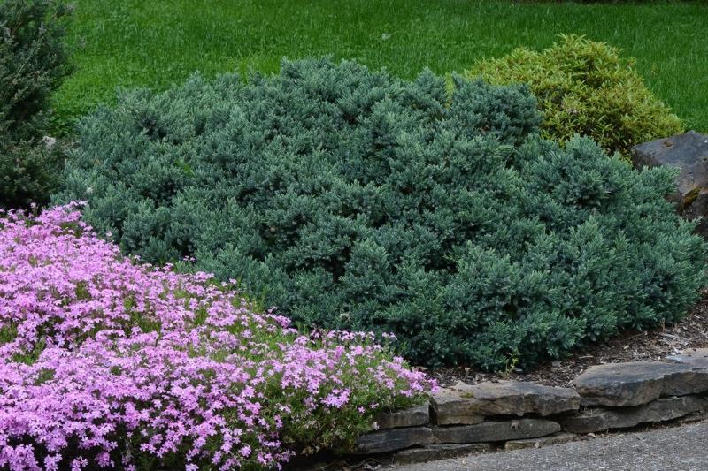 Blue Star Juniper