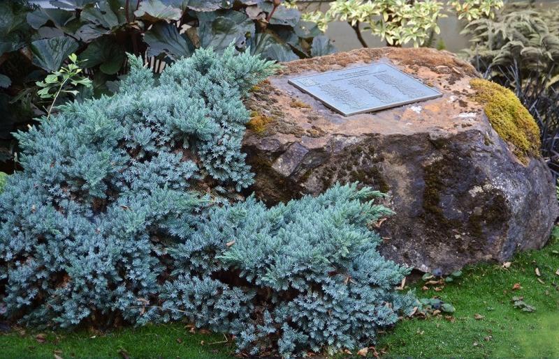 Blue Star Juniper
