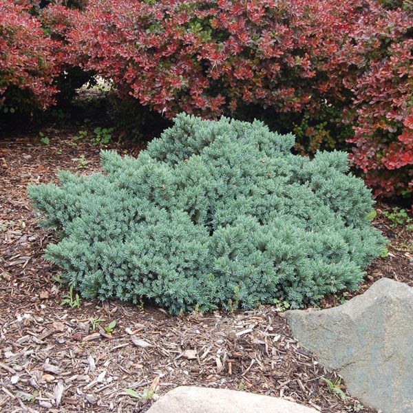 Blue Star Juniper