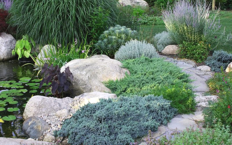 Blue Star Juniper