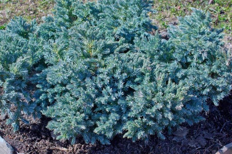 Blue Star Juniper