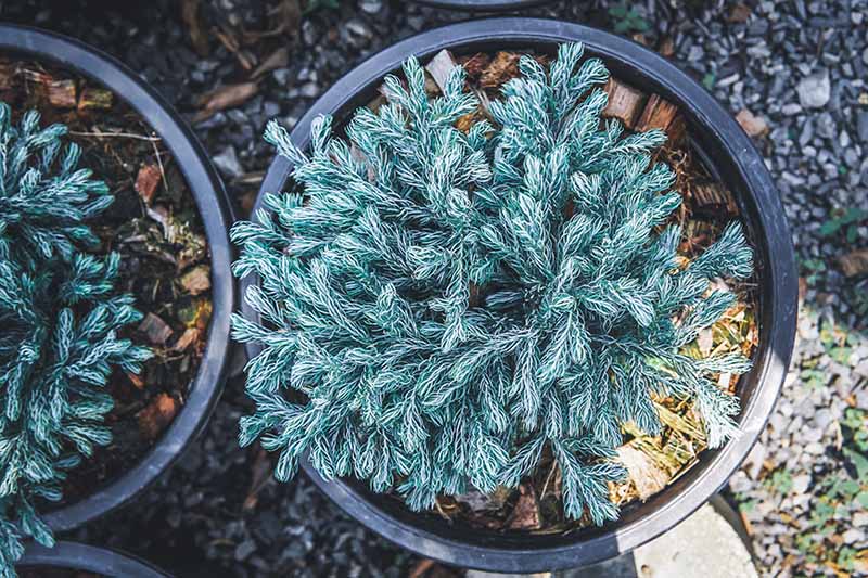 Blue Star Juniper