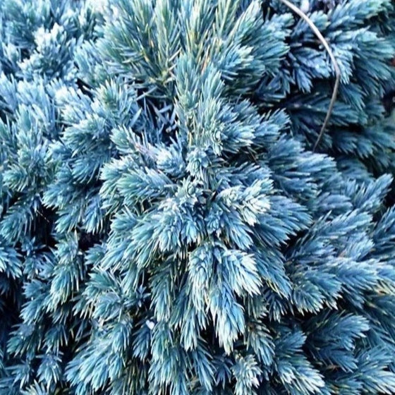 Blue Star Juniper
