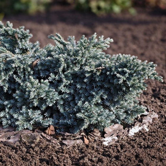 Blue Star Juniper