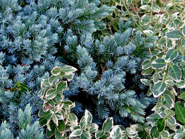 Blue Star Juniper