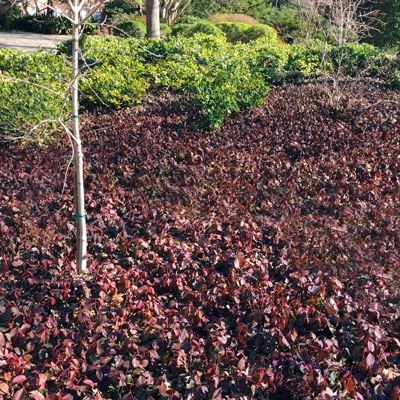 Purple Wintercreeper