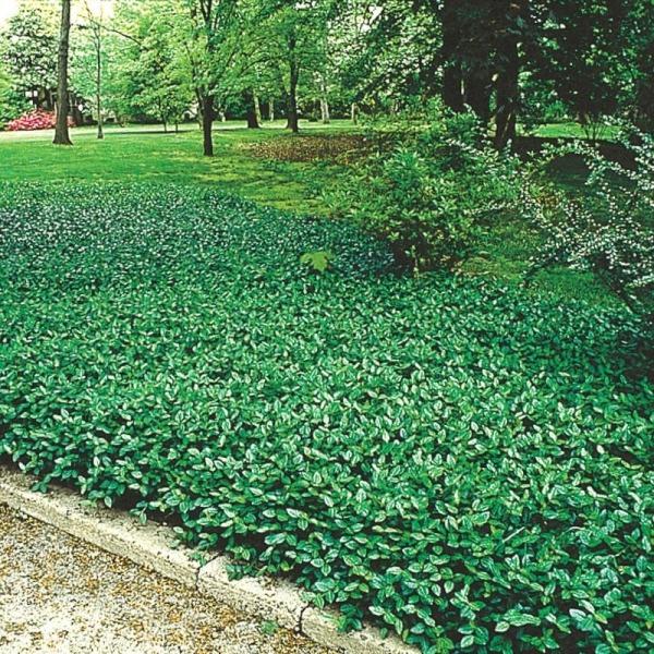 Purple Wintercreeper
