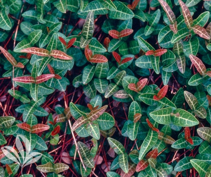 Purple Wintercreeper