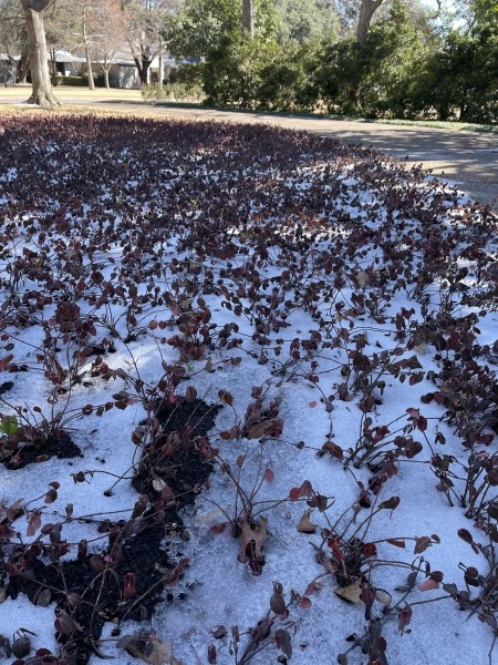 Purple Wintercreeper