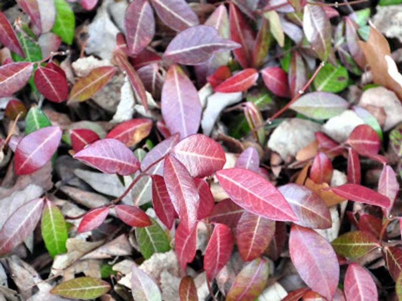 Purple Wintercreeper