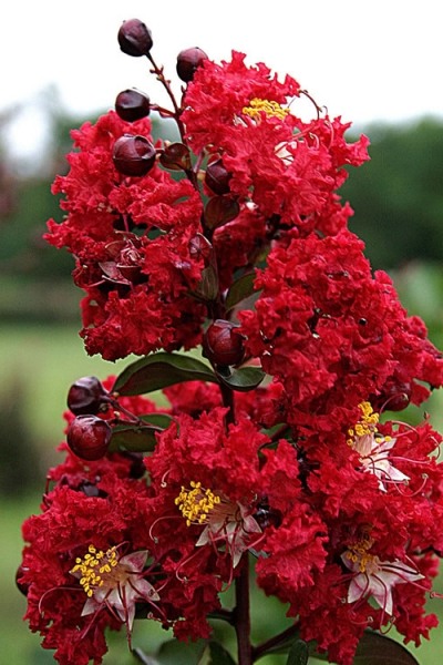 Dynamite Red Crape Myrtle