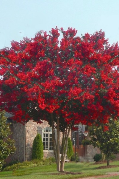 Dynamite Red Crape Myrtle
