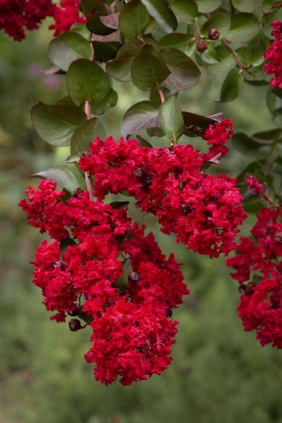 Dynamite Red Crape Myrtle
