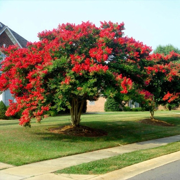 Dynamite Red Crape Myrtle