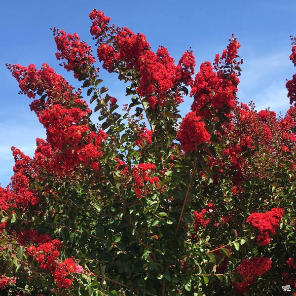 Dynamite Red Crape Myrtle