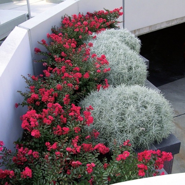 Cherry Dazzle Dwarf Crape Myrtle