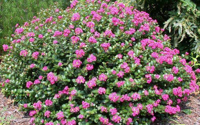 Pocomoke Dwarf Crape Myrtle