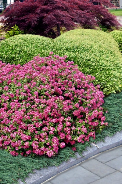 Pocomoke Dwarf Crape Myrtle