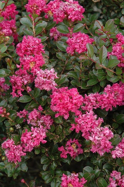 Pocomoke Dwarf Crape Myrtle