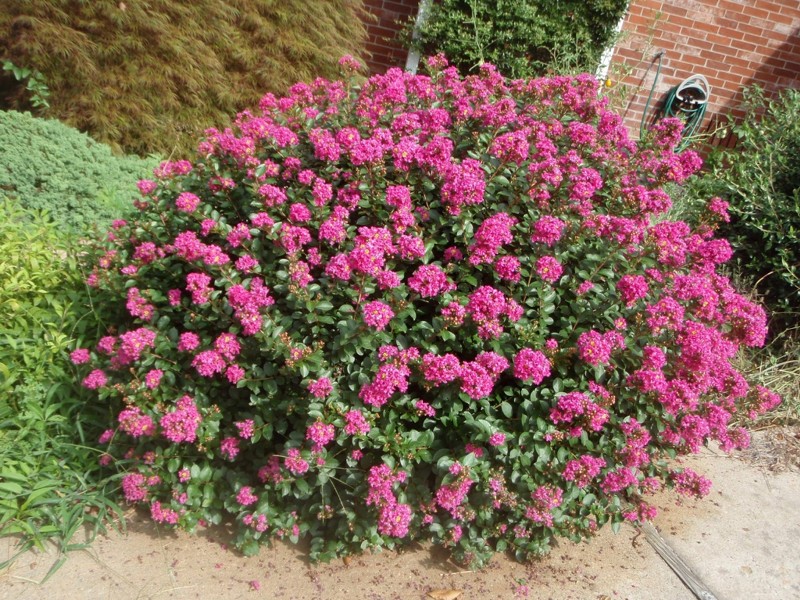 Pocomoke Dwarf Crape Myrtle