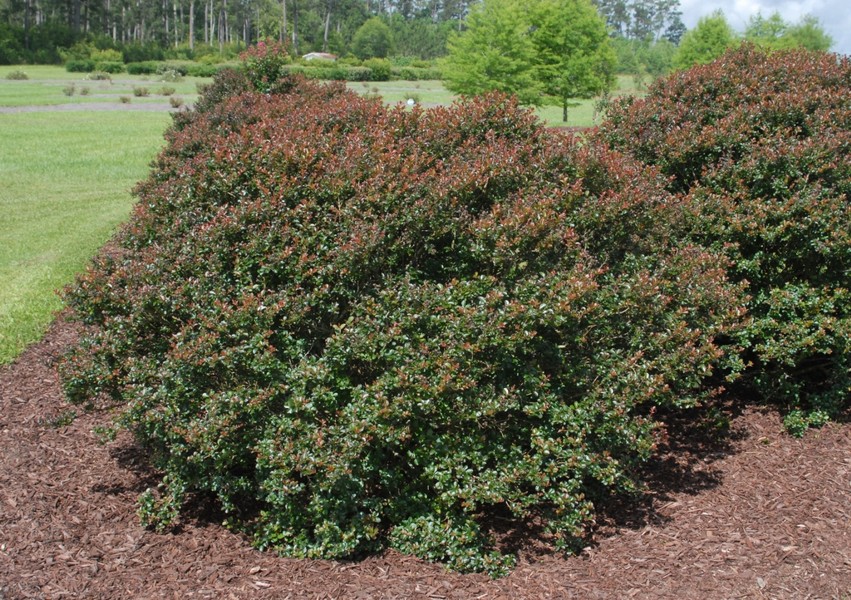 Pocomoke Dwarf Crape Myrtle