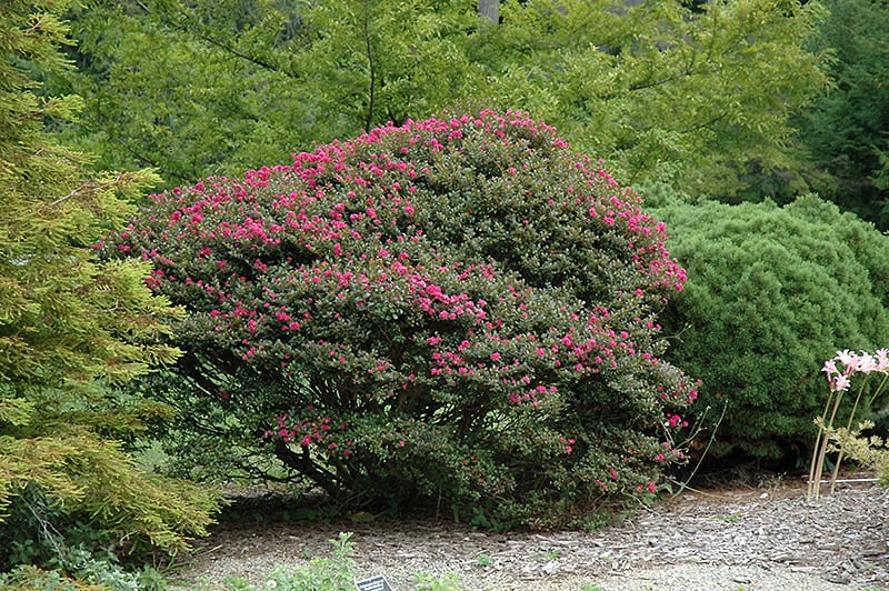 Pocomoke Dwarf Crape Myrtle