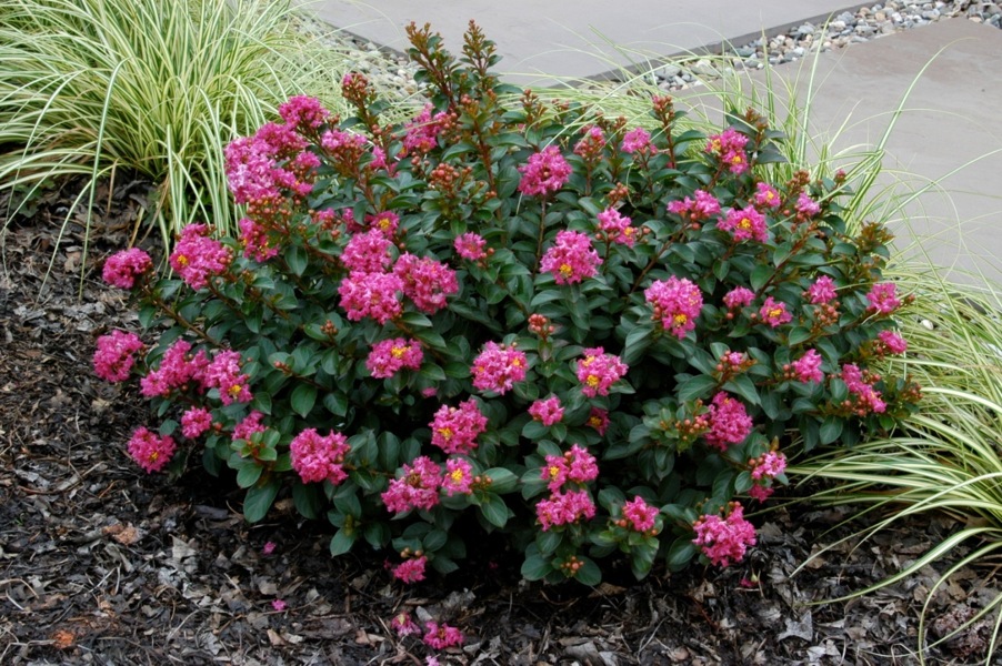 Pocomoke Dwarf Crape Myrtle