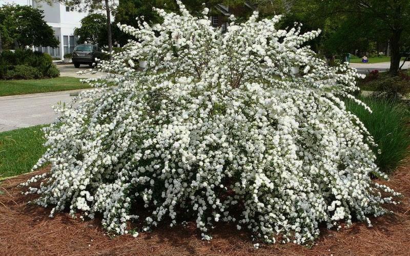 Reeves Bridal Wreath Spiraea