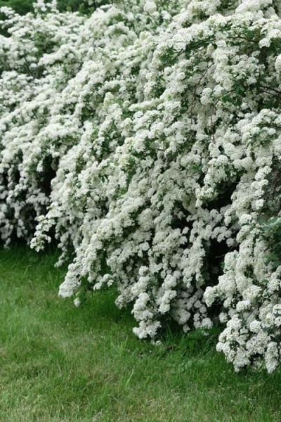 Reeves Bridal Wreath Spiraea