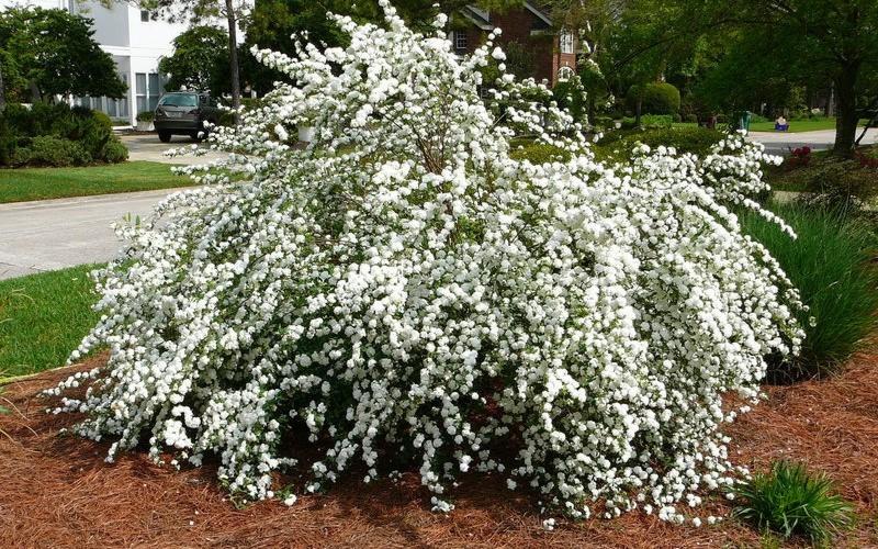 Reeves Bridal Wreath Spiraea