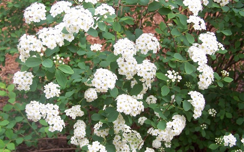 Reeves Bridal Wreath Spiraea