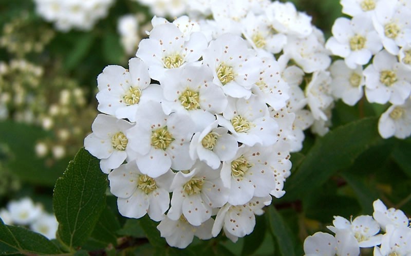 Reeves Bridal Wreath Spiraea
